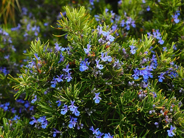 Lavender and Rosemary Companion Plants