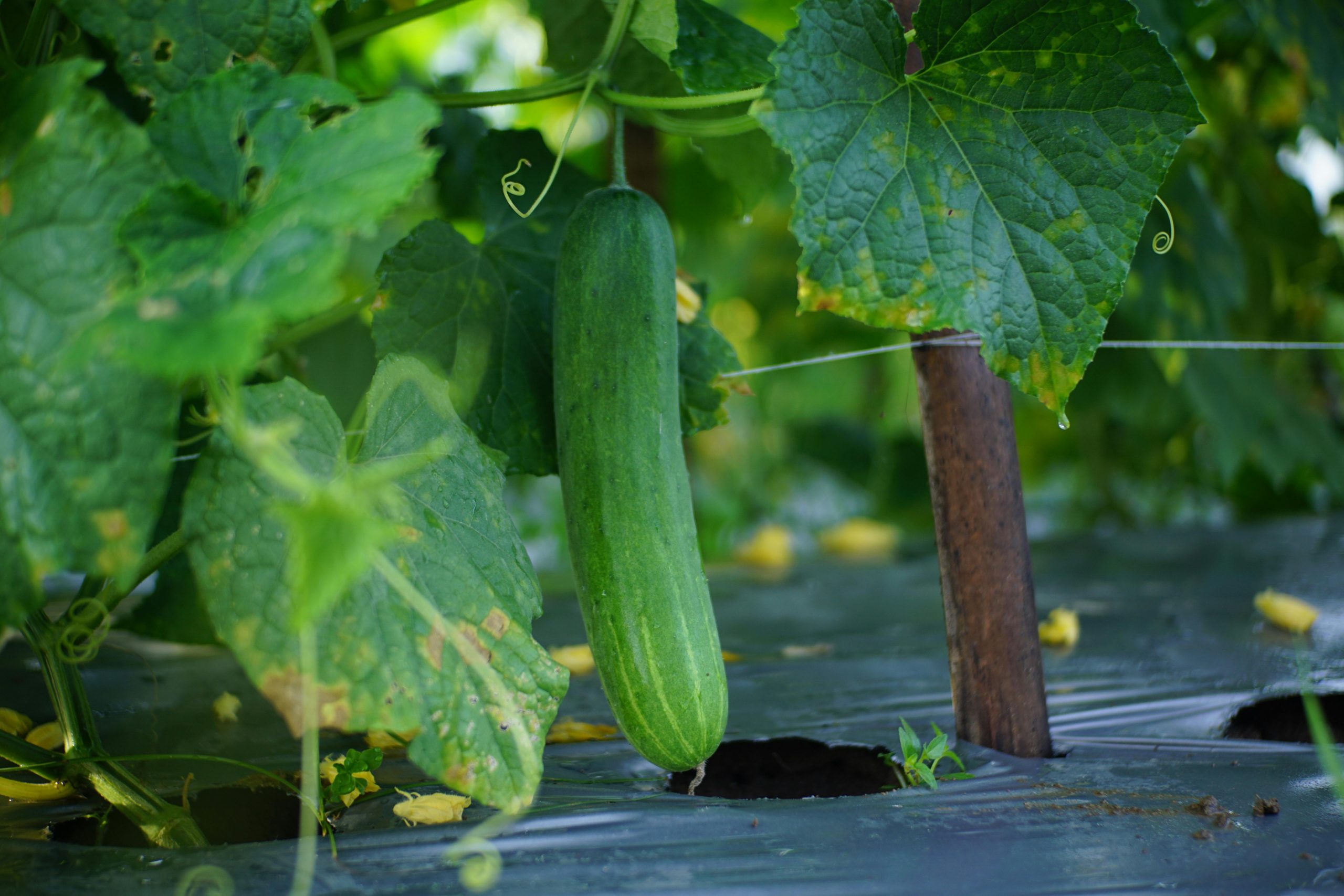 Growing Cucumbers