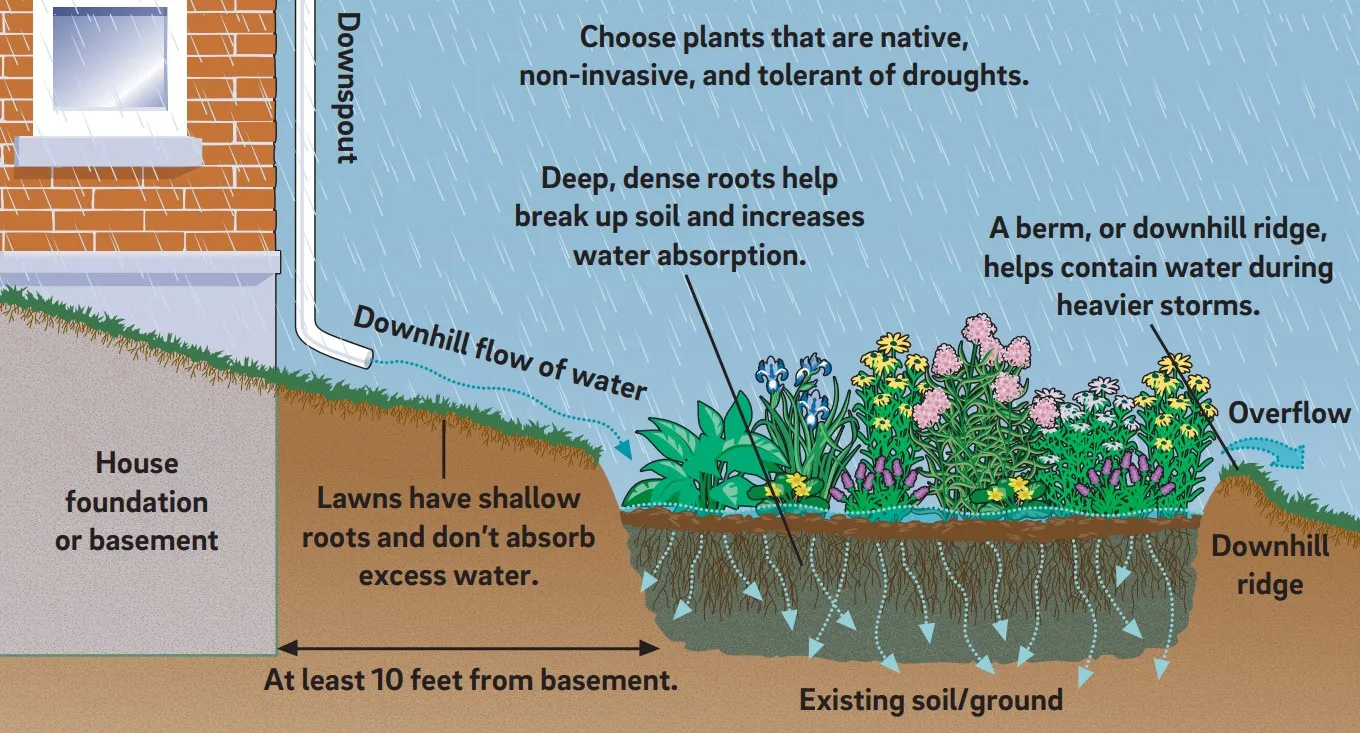 How a Rain Garden Works