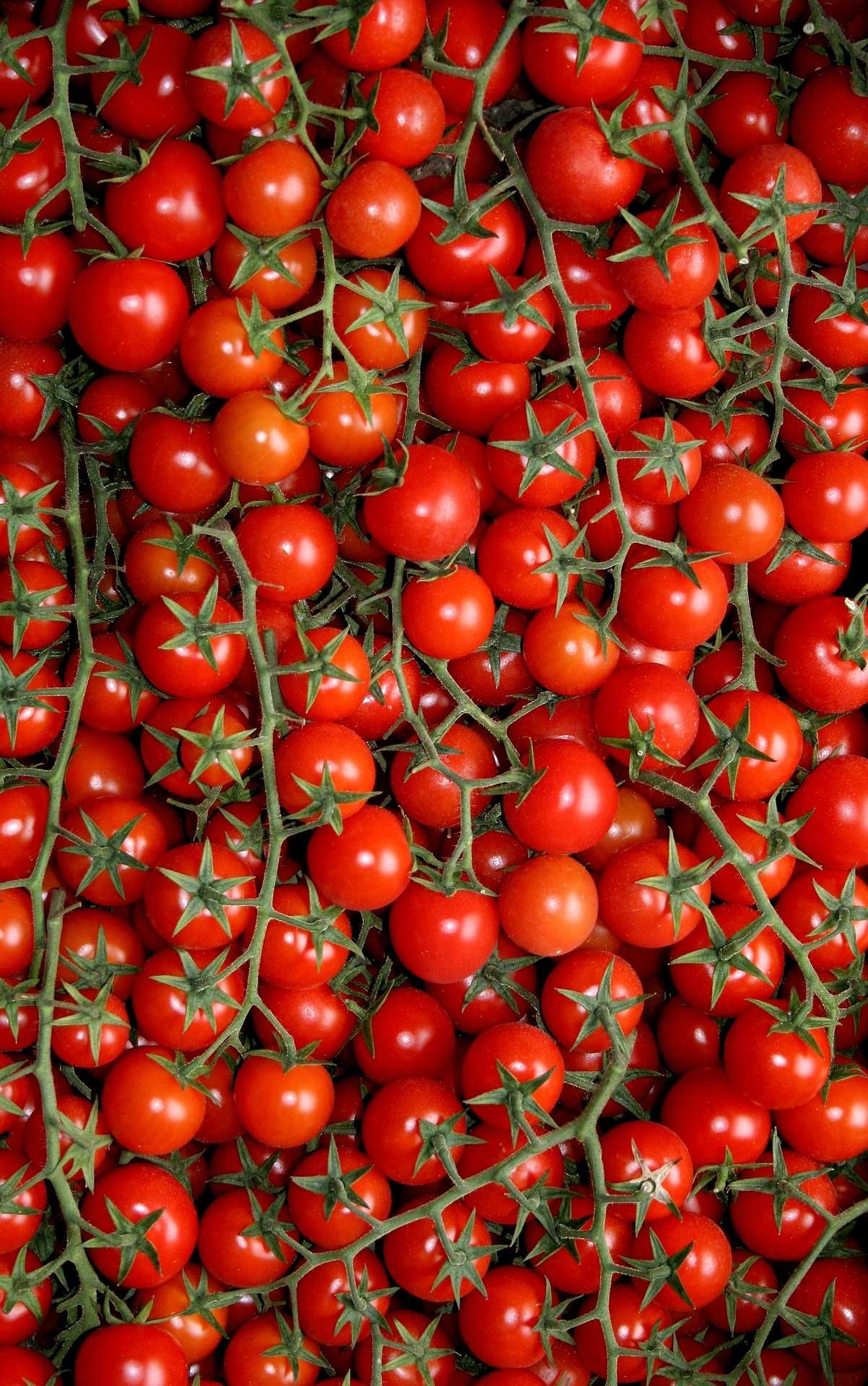 Cherry Tomatoes